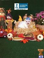 maltese puppy posted by little paws kennel